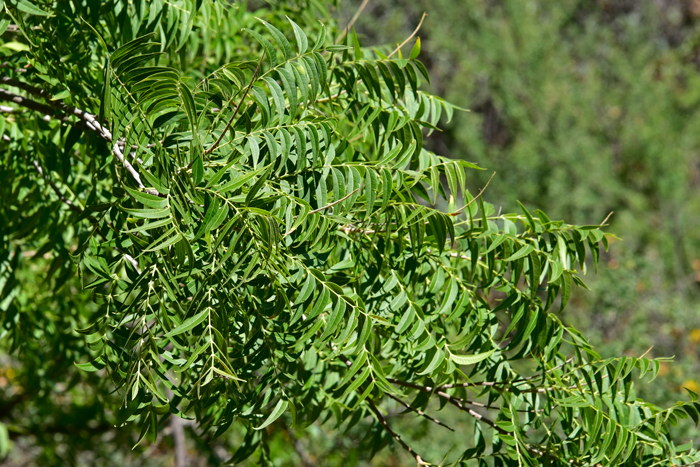 Tree of Heaven leaves are odd or even pinnately-compound arranged alternately along the stem. The center of the leaf is light to reddish green. Leaves are variable in size, ovate-lanceolate with the margins entire although bearing one to four teeth near the leaf base often with a large gland on the underside of each tooth. Ailanthus altissima Tree of Heaven leaves are odd or even pinnately-compound arranged alternately along the stem. The center of the leaf is light to reddish green. Leaves are variable in size, ovate-lanceolate with the margins entire although bearing one to four teeth near the leaf base often with a large gland on the underside of each tooth. Ailanthus altissima